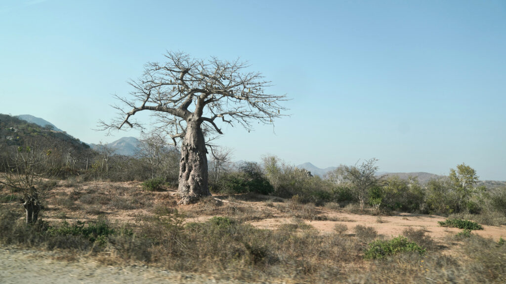 Baobab tree in a drought-affected landscape of Angola, illustrating the environmental challenges faced by communities impacted by war and malnutrition.