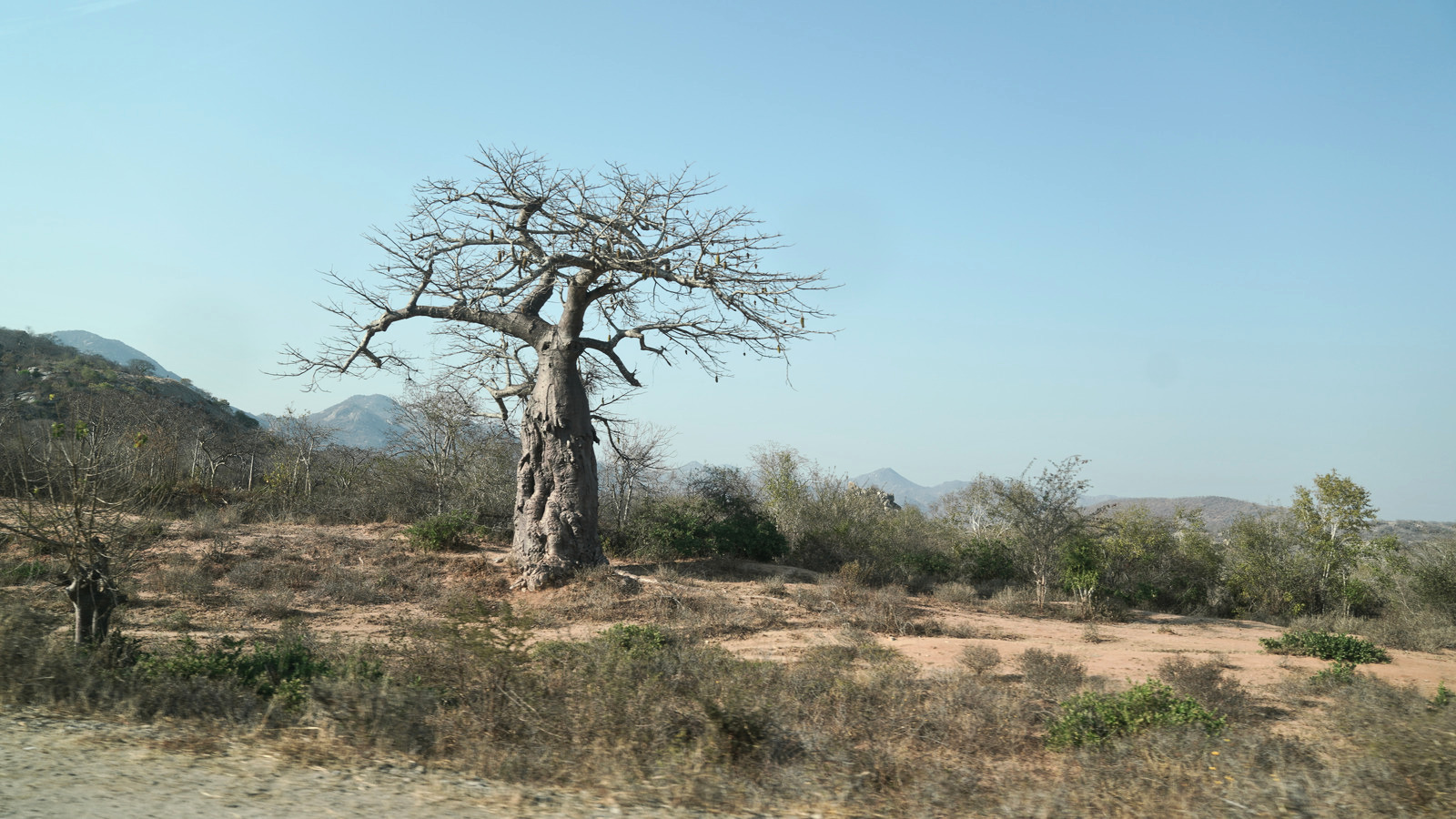 Baobab tree in arid landscape of Angola, symbolizing drought's impact on local agriculture and food security.